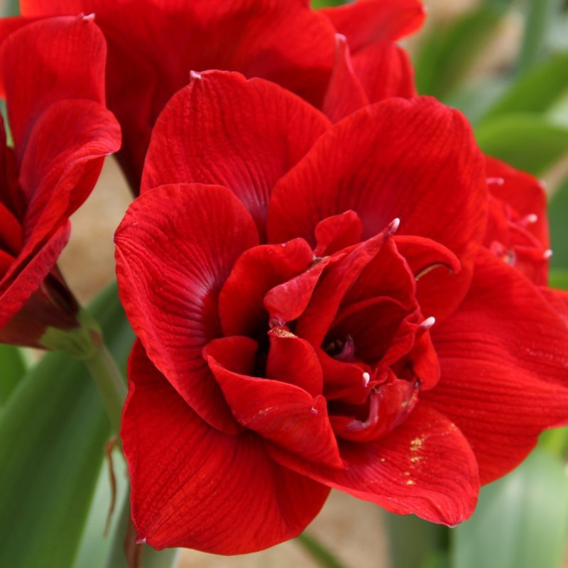 Hippeastrum 'Velvet Nymph'