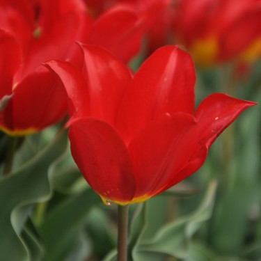 T. 'Duc van Tol Max Cramoisie'