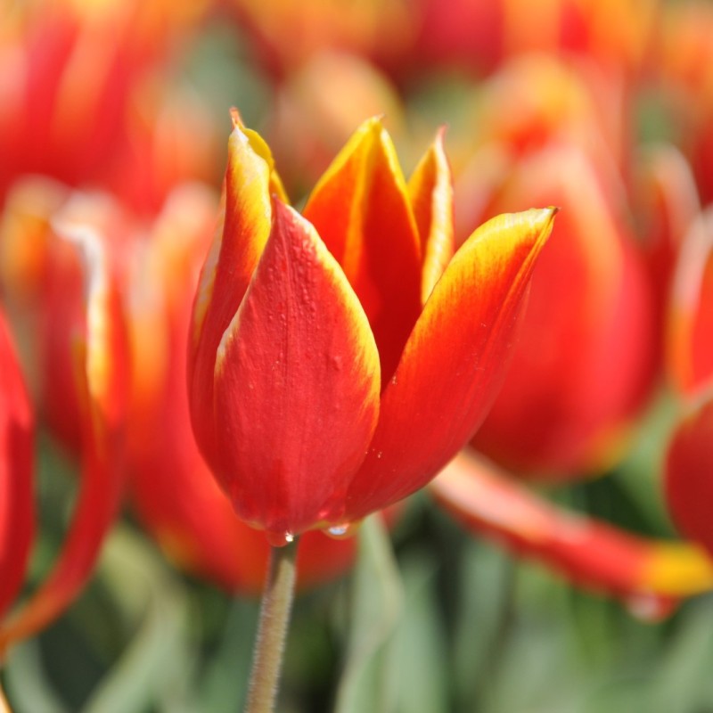 T. 'Duc van Tol Red and Yellow'