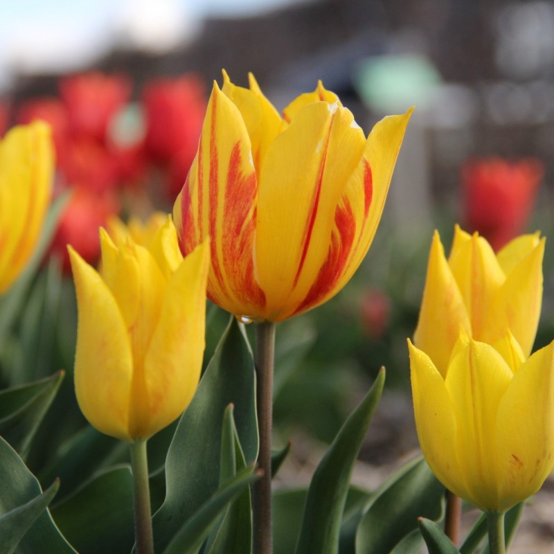 Tulipa 'Duc van Tol Aurora'