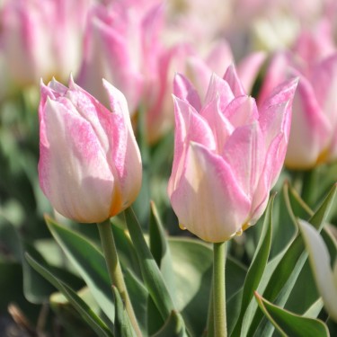 Tulipa 'Duc van Tol Rose'