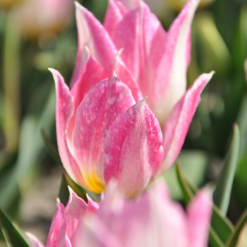 Tulipa 'Duc van Tol Rose'