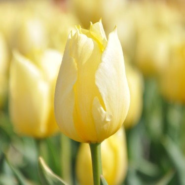 Tulipa 'Duc van Tol Primrose'