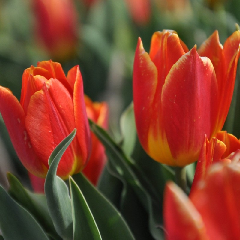 Tulipa 'Duc van Tol Salmon'