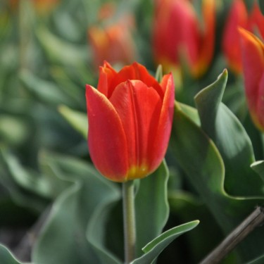 Tulipa 'Duc van Tol Salmon'