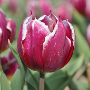 Tulipa 'Duc van Tol Violet'