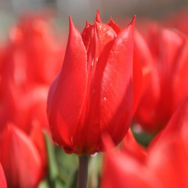 Tulipa 'Duc van Tol Scarlet'