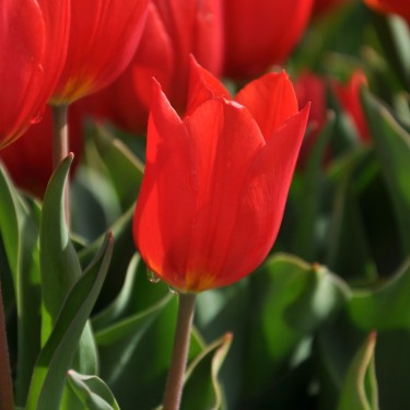 Tulipa 'Duc van Tol Scarlet'