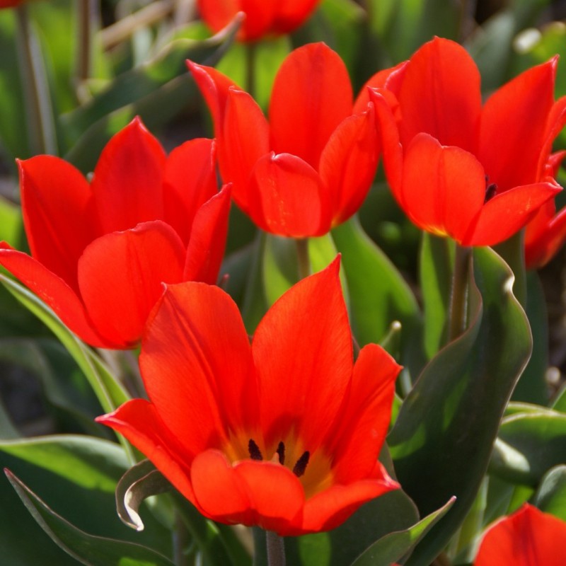 Tulipa 'Duc van Tol Scarlet'