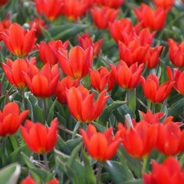 Tulipa 'Duc van Tol Scarlet'