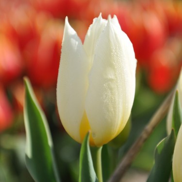 Tulipa 'Duc van Tol White'
