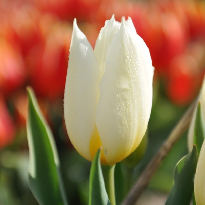 Tulipa 'Duc van Tol White'