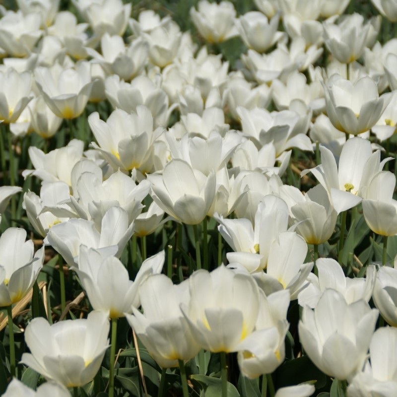 Tulipa 'Duc van Tol White'