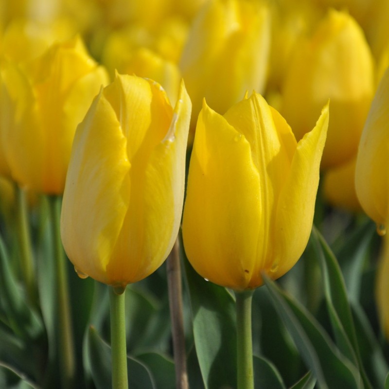 Tulipa 'Duc van Tol Yellow' Tulipa 'Duc van Tol Yellow'