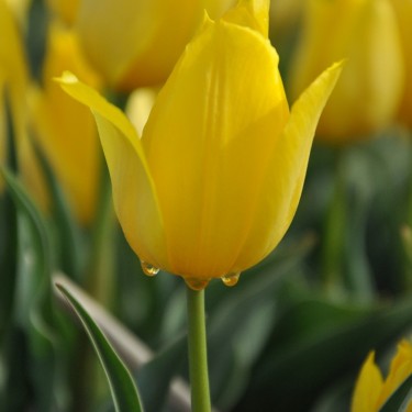Tulipa 'Duc van Tol Yellow' Tulipa 'Duc van Tol Yellow'