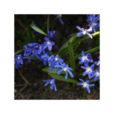 Bijenpakket, vroeg bloeiend 150 stuks