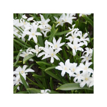 Bijenpakket voor in het gras - 250 stuks.