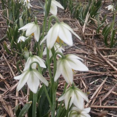 Fritillaria liliacea