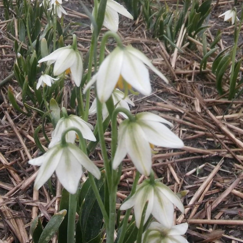Fritillaria liliacea