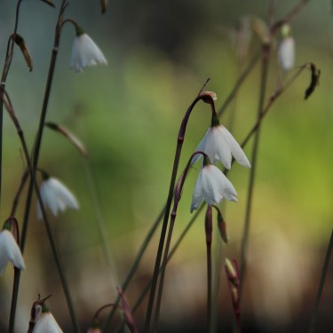 Acis autumnalis subsp. oporanthus