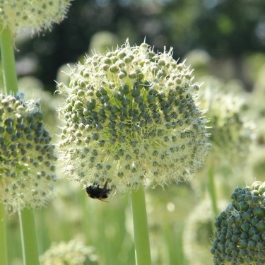 Allium backhousianum 'Green Graze'