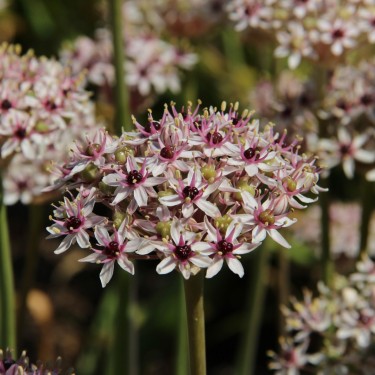 Allium basalticum 'Silver Spring'