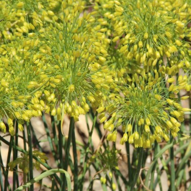Allium chloranthum 'Yellow Fantasy'