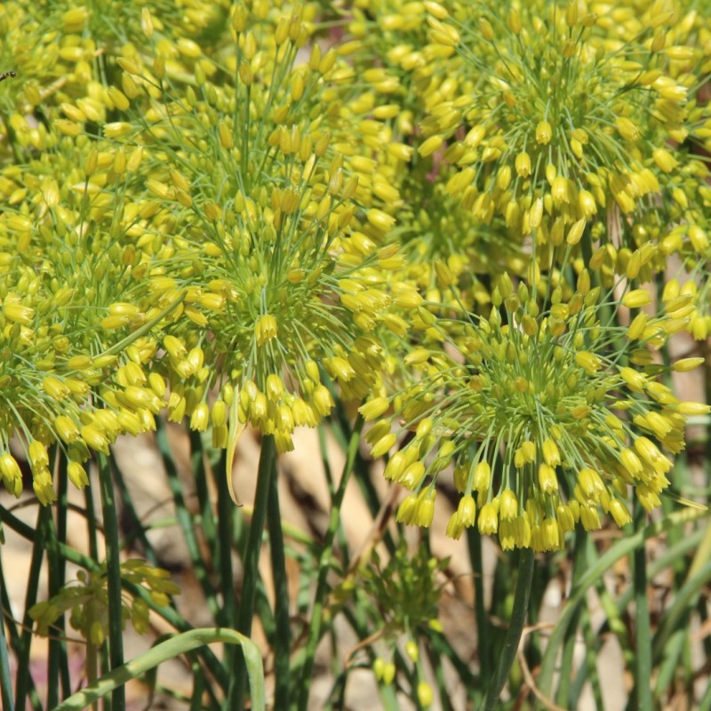 Allium chloranthum 'Yellow Fantasy'