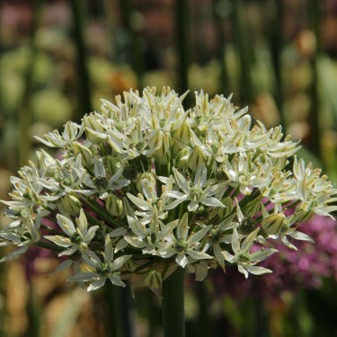 Allium nigrum