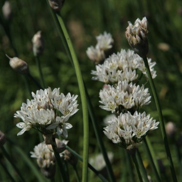 Allium ramosum
