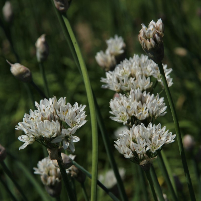 Allium ramosum