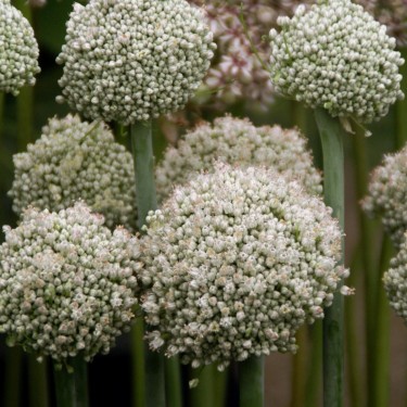 Allium ampeloprasum
