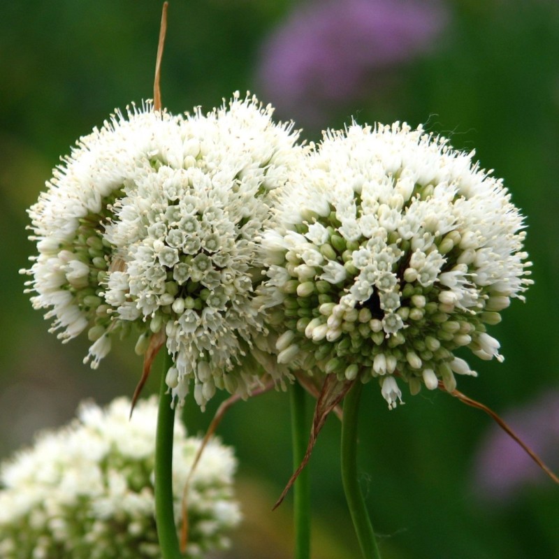 Allium myrianthum