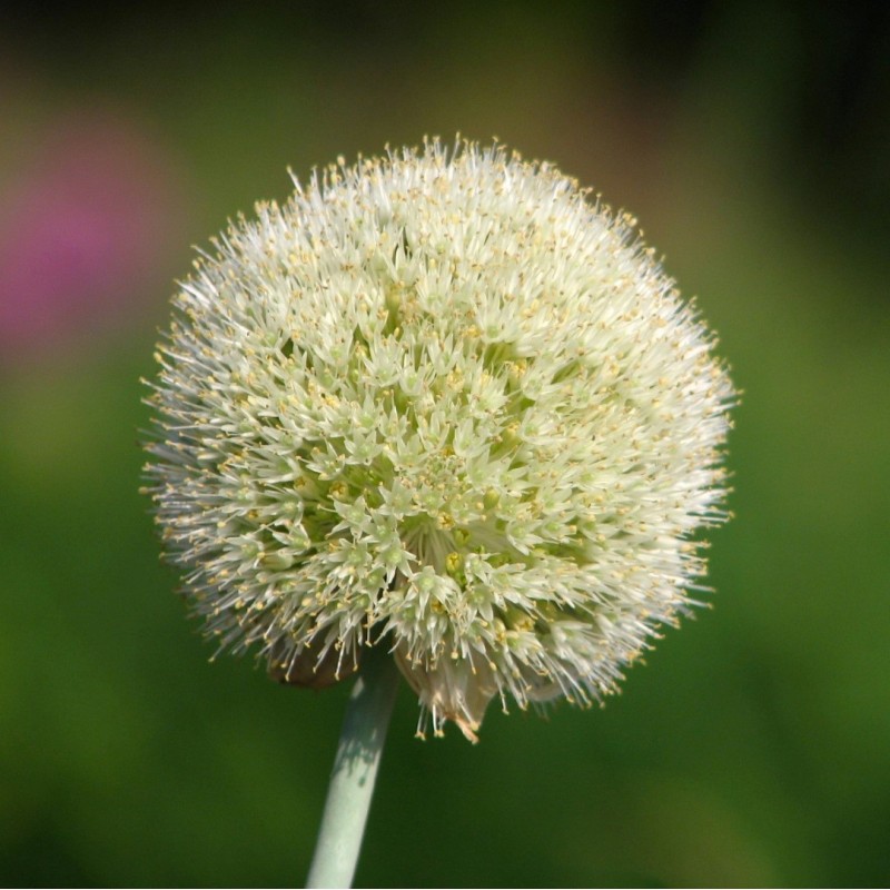 Allium myrianthum