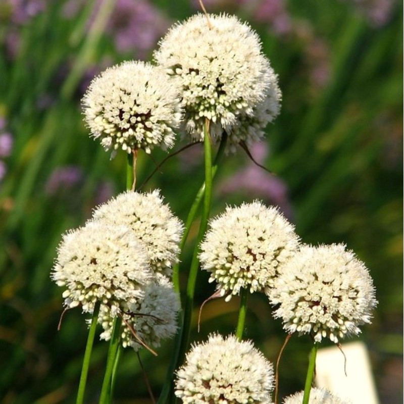 Allium myrianthum