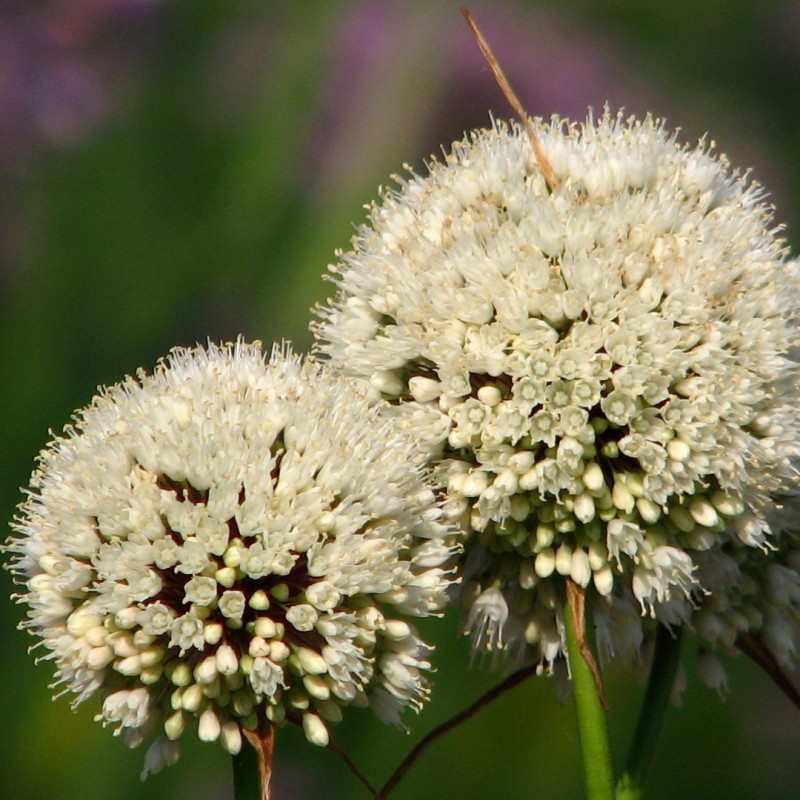 Allium myrianthum