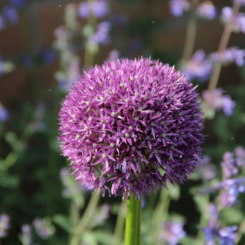 Allium 'Pinball Wizard'