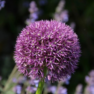 Allium 'Pinball Wizard'
