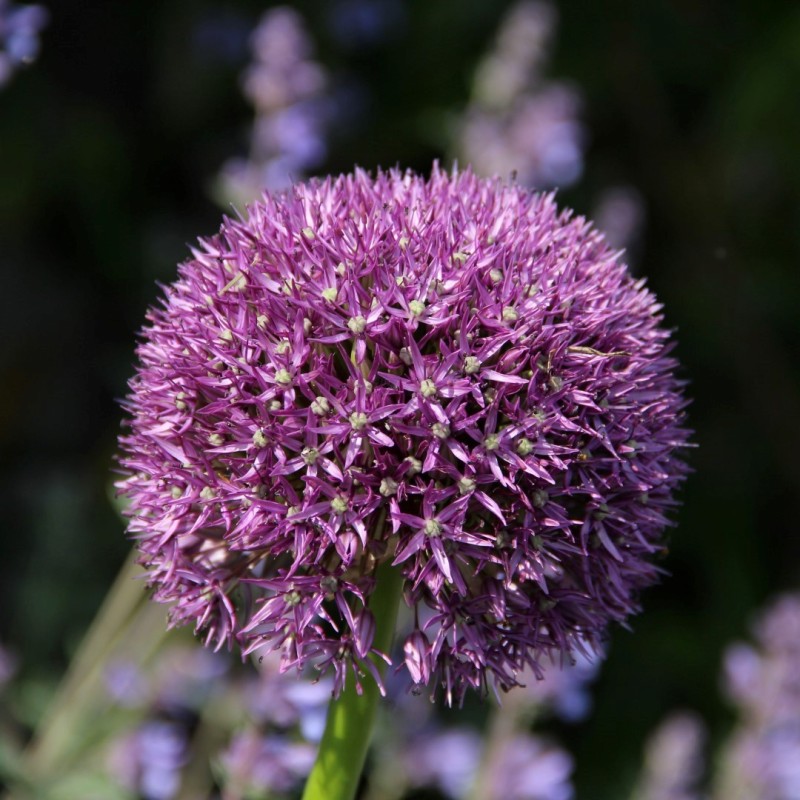 Allium 'Pinball Wizard'