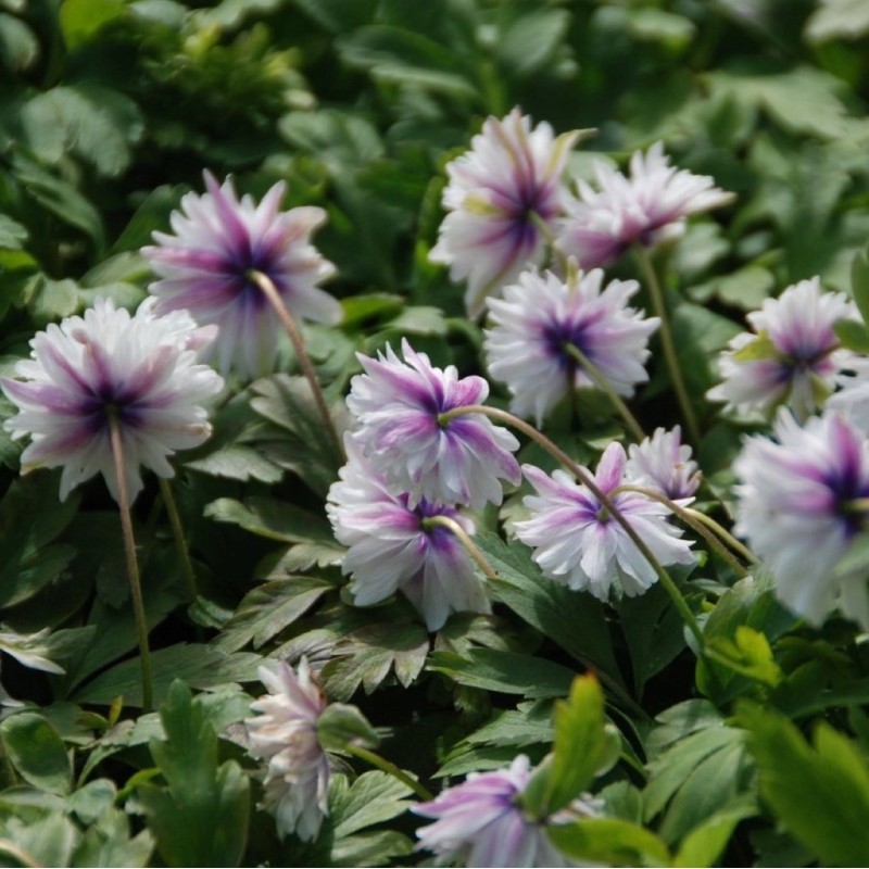 Anemone nemorosa 'Blue Eyes'