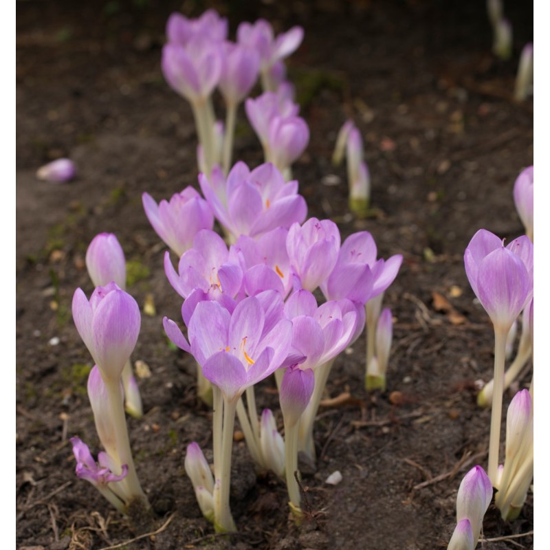 Colchicum byzantinum