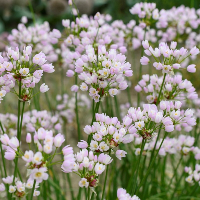 Allium roseum