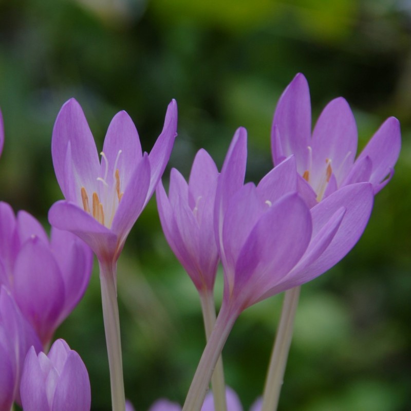Colchicum pannonicum