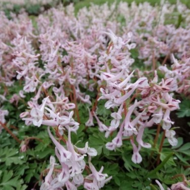 Corydalis glaucescens 'Early Beauty'