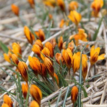 Crocus balansae 'Orange Monarch'