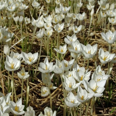 Crocus goulimyi 'Mani White'