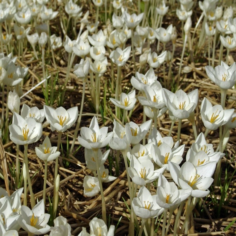 Crocus goulimyi 'Mani White'