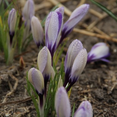 Crocus heuffelinianus subsp. scepusiensis
