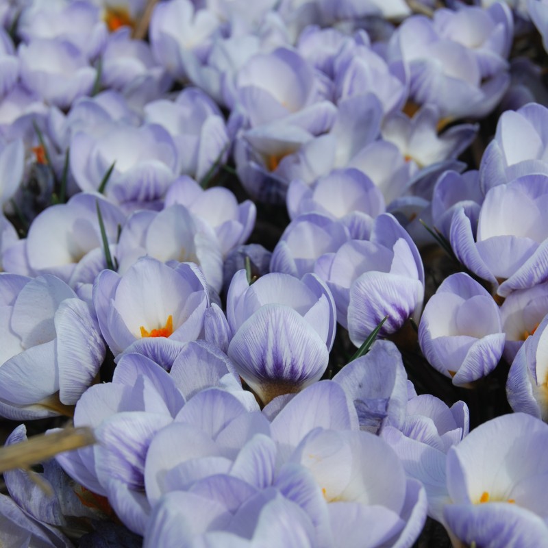 Crocus chrysanthus 'Blue Marlin' Crocus chrysanthus 'Blue Marlin'