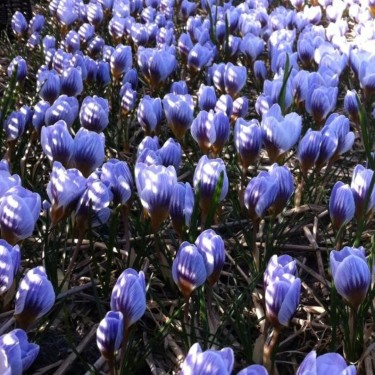 Crocus chrysanthus 'Blue Marlin' Crocus chrysanthus 'Blue Marlin'